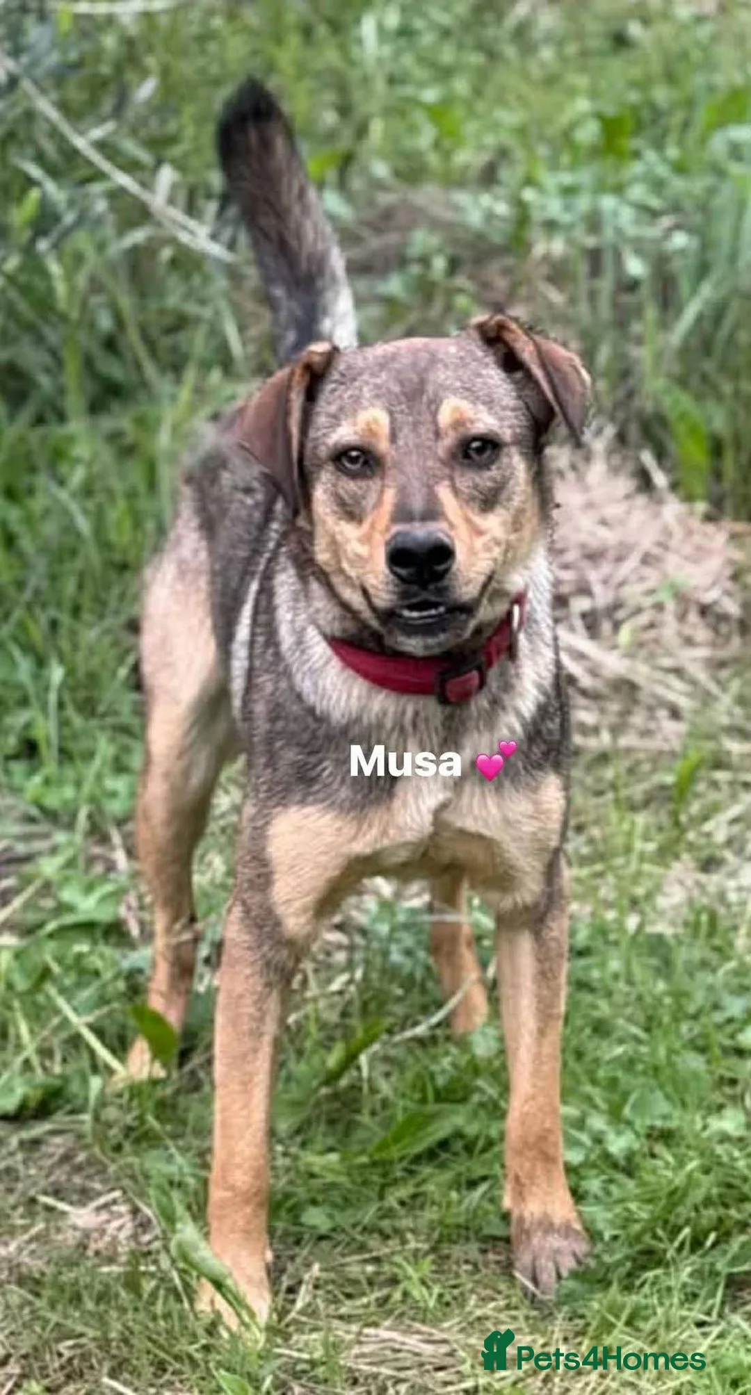 Mixed Breed dogs for adoption: Musu! - Advert 3