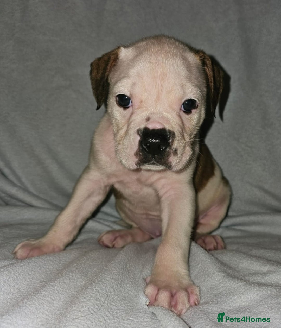 Alapaha Blue Blood Bulldog dogs for sale: IABBR. Health tested. Top lines.  - Advert 16