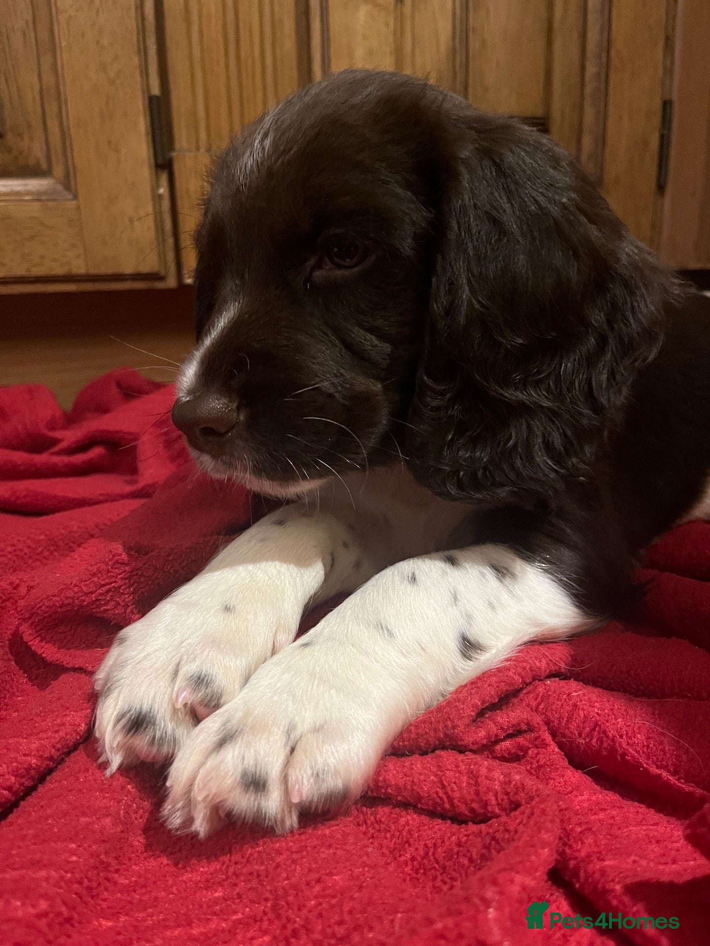 English Springer Spaniel dogs GORGEOUS ENGLISH SPRINGER SPANIEL PUPPIES - Advert 2