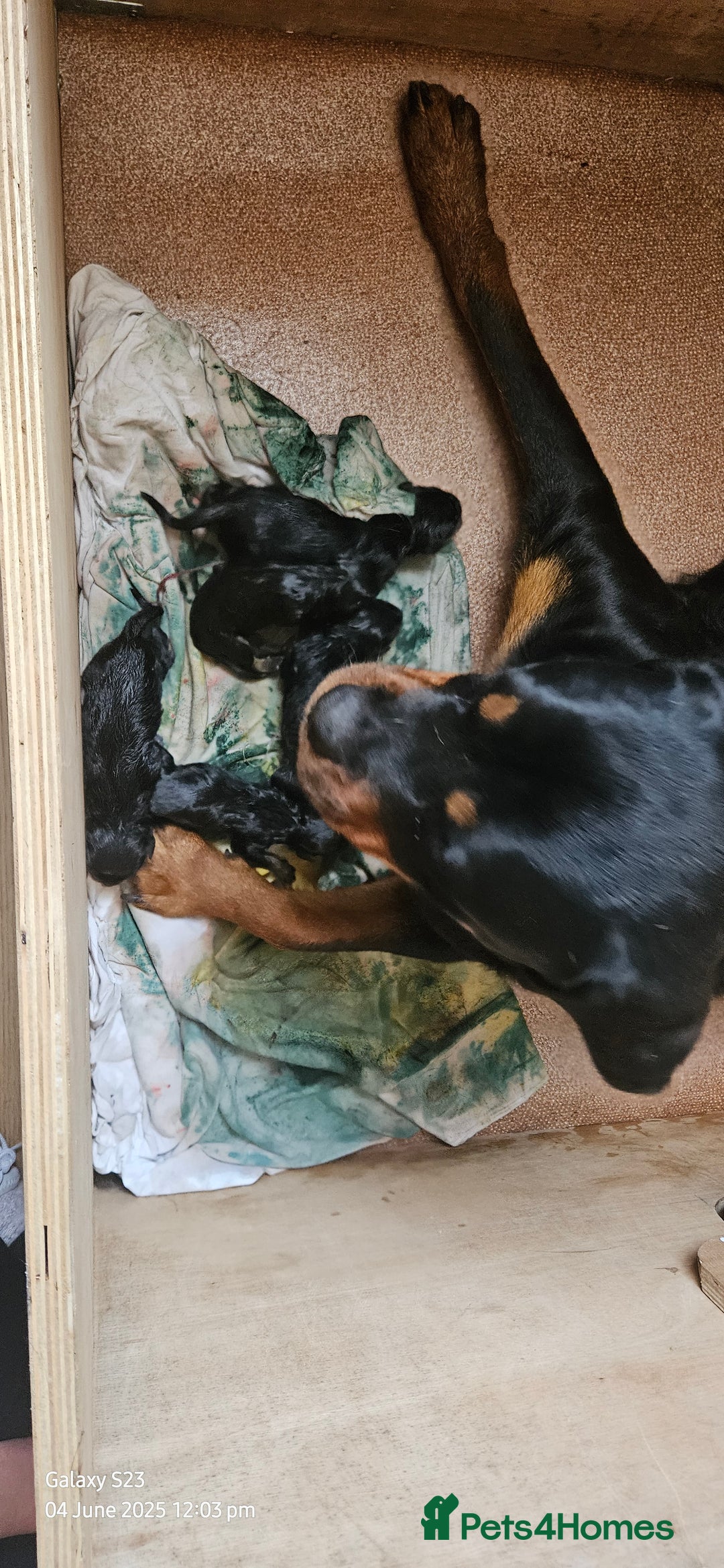 Rottweiler dogs for sale: Absolutely gorgeous rottweiler puppies - Image 13