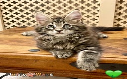 Maine Coon cats for sale: 🐾🦁 *TICA* MAINE COON KITTENS 🧬 DNA CLEAR 🦁🐾 - Image 9