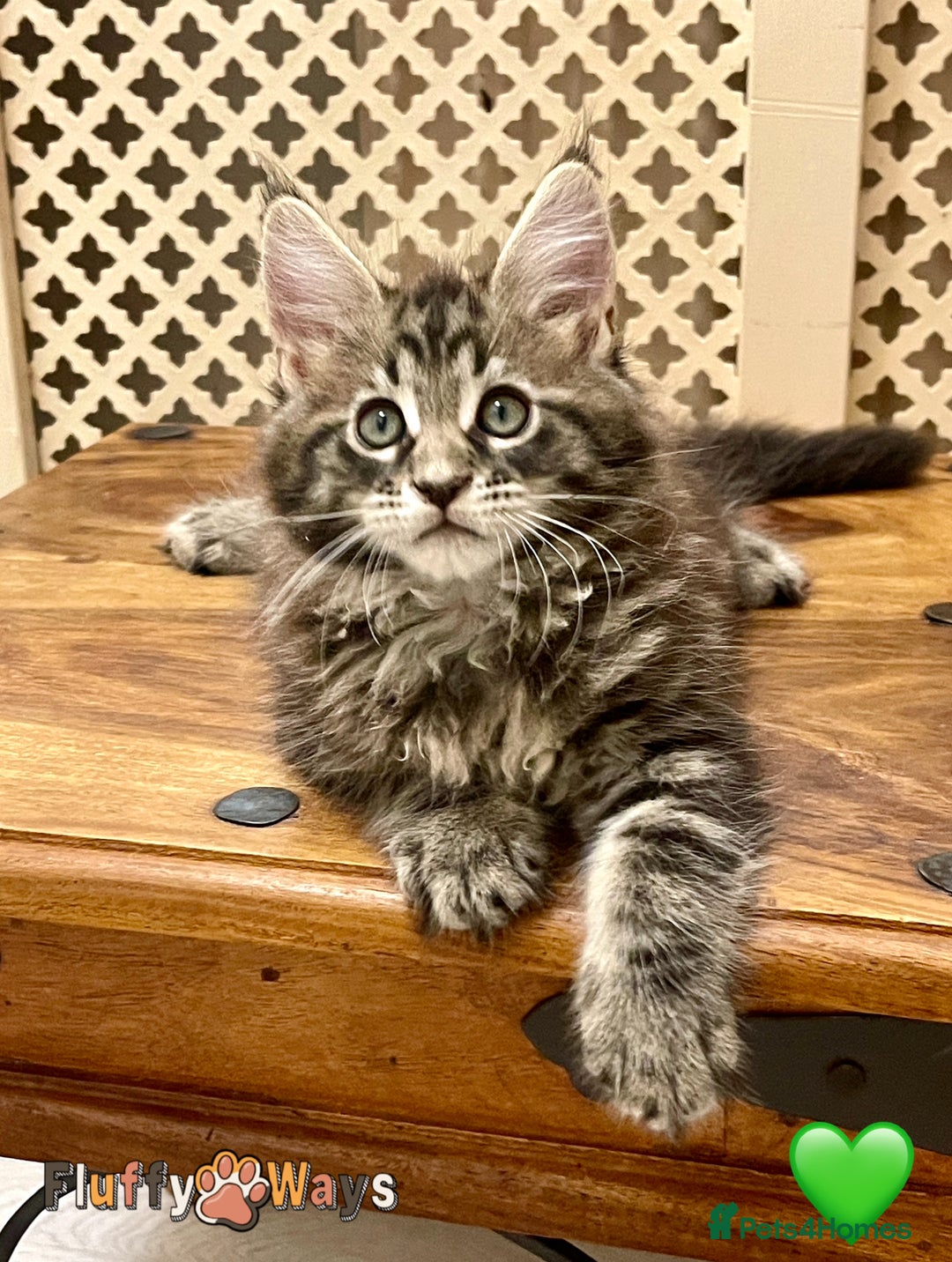 Maine Coon cats for sale: 🐾🦁 *TICA* MAINE COON KITTENS 🧬 DNA CLEAR 🦁🐾 - Image 9