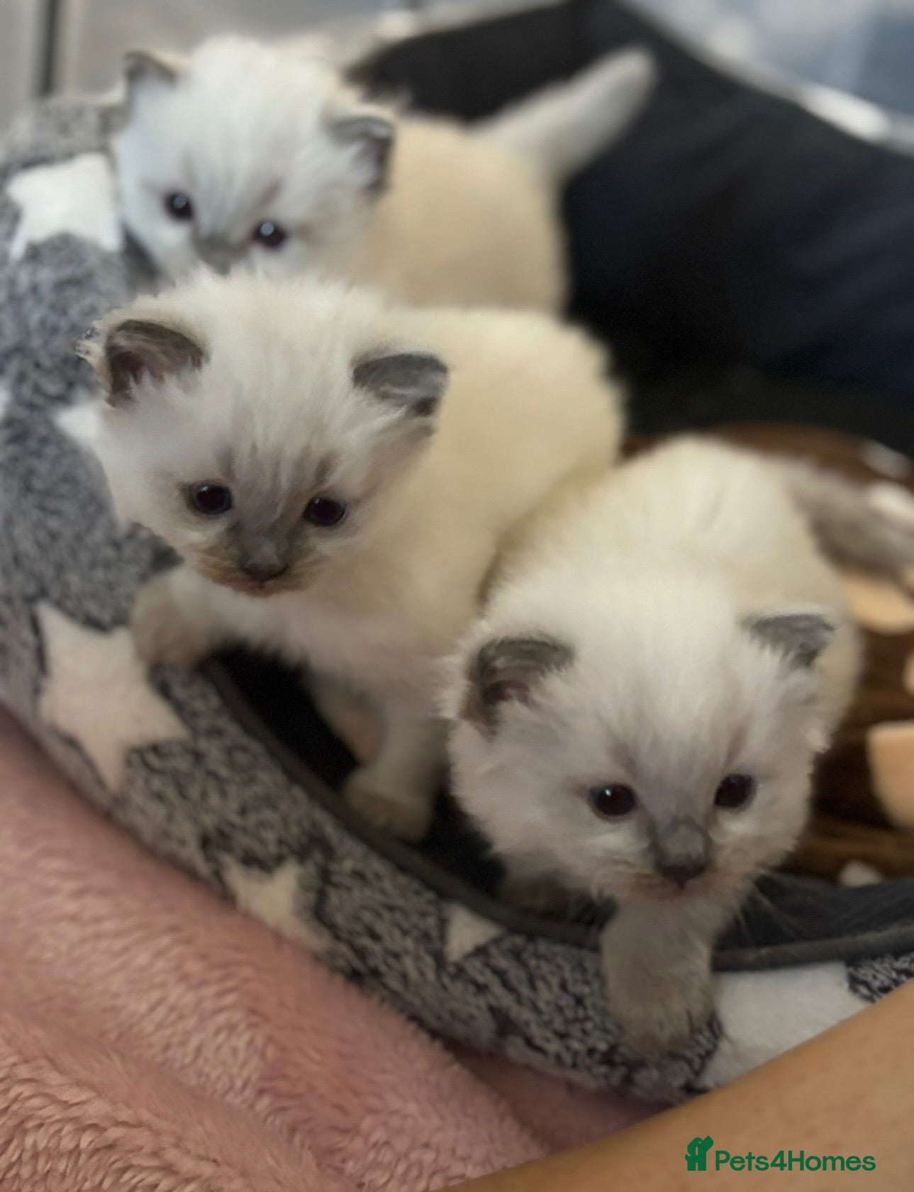 Ragdoll cats Blue point Ragdoll kittens for sale - Advert 2