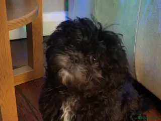 Shih Tzu dogs Shihtzu boy - Advert 1