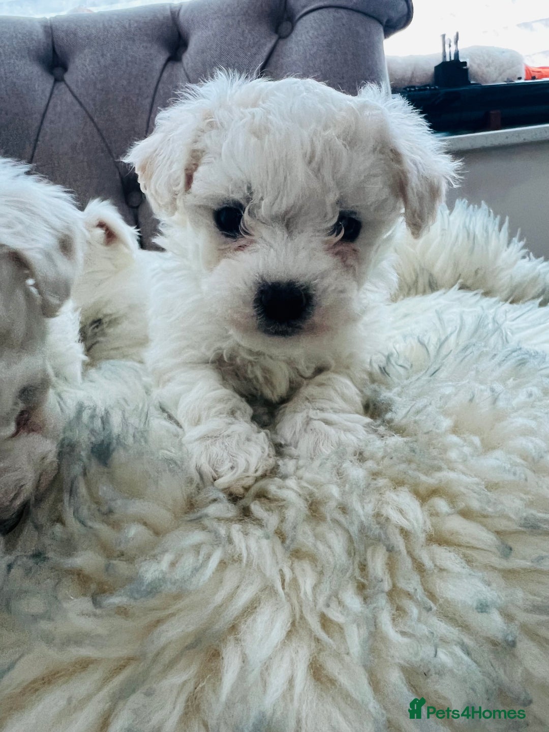 Mixed Breed dogs for sale: Bichon Maltese puppies!!! 3 girls and 1 boy!!! - Image 5
