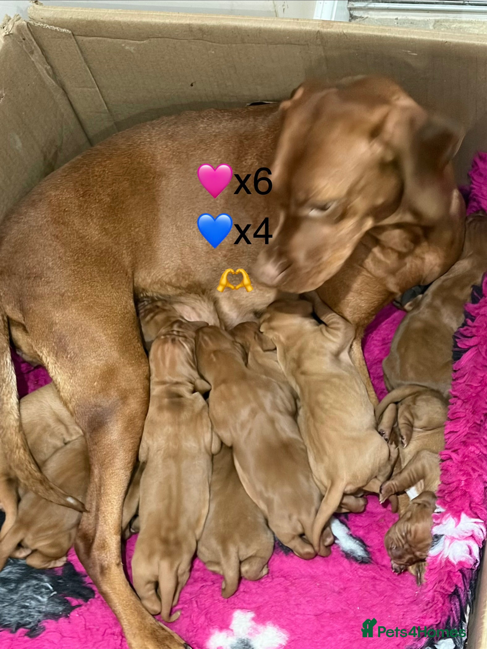 Hungarian Vizsla dogs Beautiful snooth haired Vizsla Pups - Advert 2