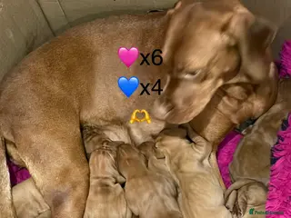 Hungarian Vizsla dogs Beautiful snooth haired Vizsla Pups - Advert 2