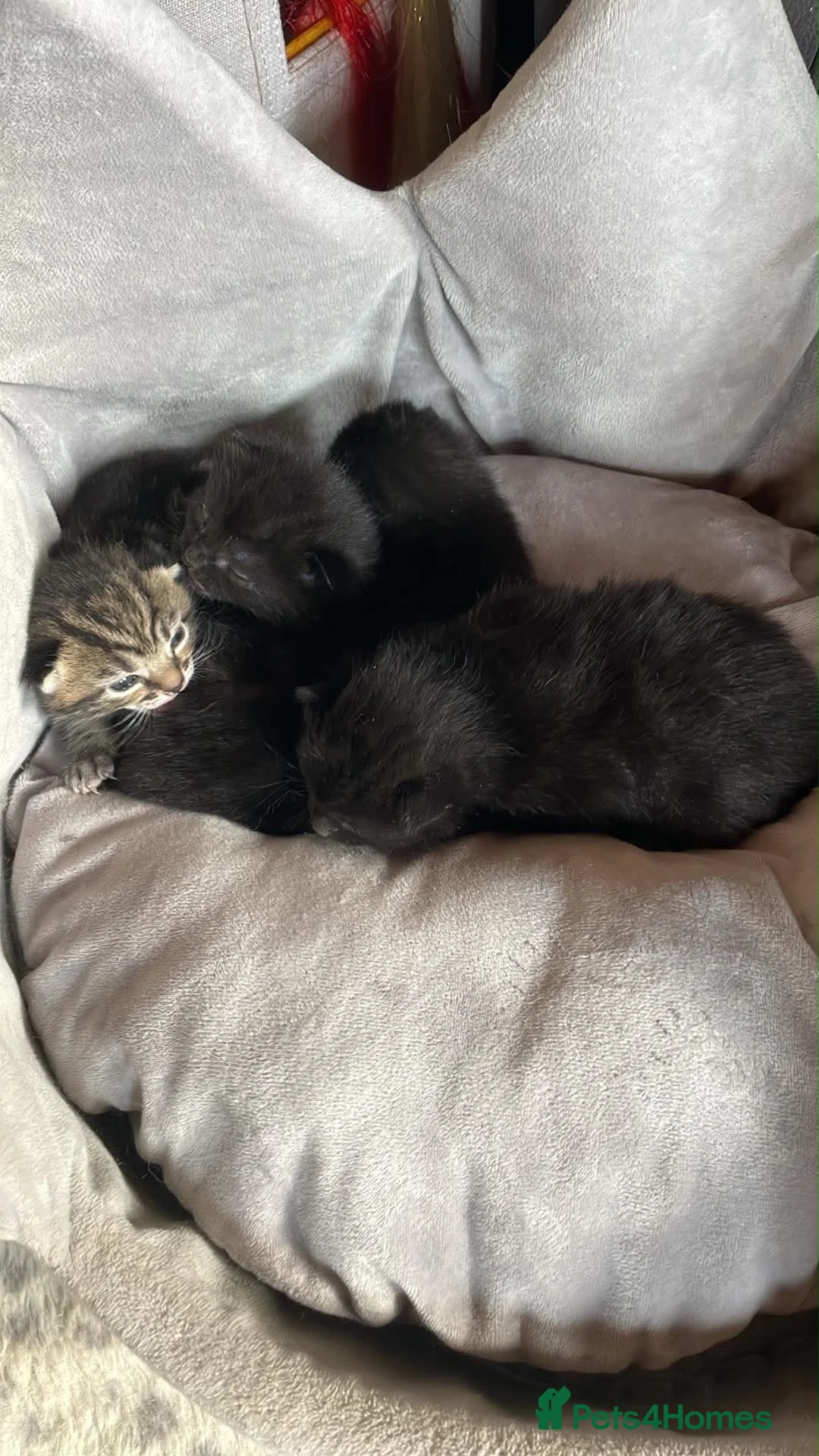 Bengal cats for sale: Part bengal kittens  - Advert 4