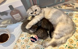 Scottish Fold cats for sale: Adorable rare silver tabby/lilac tabby kittens 🐾 - Image 13