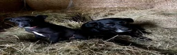 Mixed Breed dogs for sale: Lovely border collie cross girl in Ruthin - Advert 5