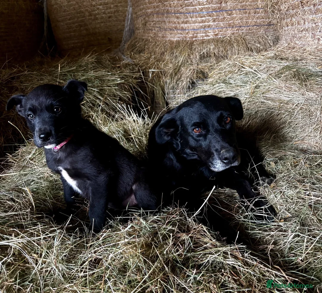 Mixed Breed dogs for sale: Lovely border collie cross girl in Ruthin - Advert 5