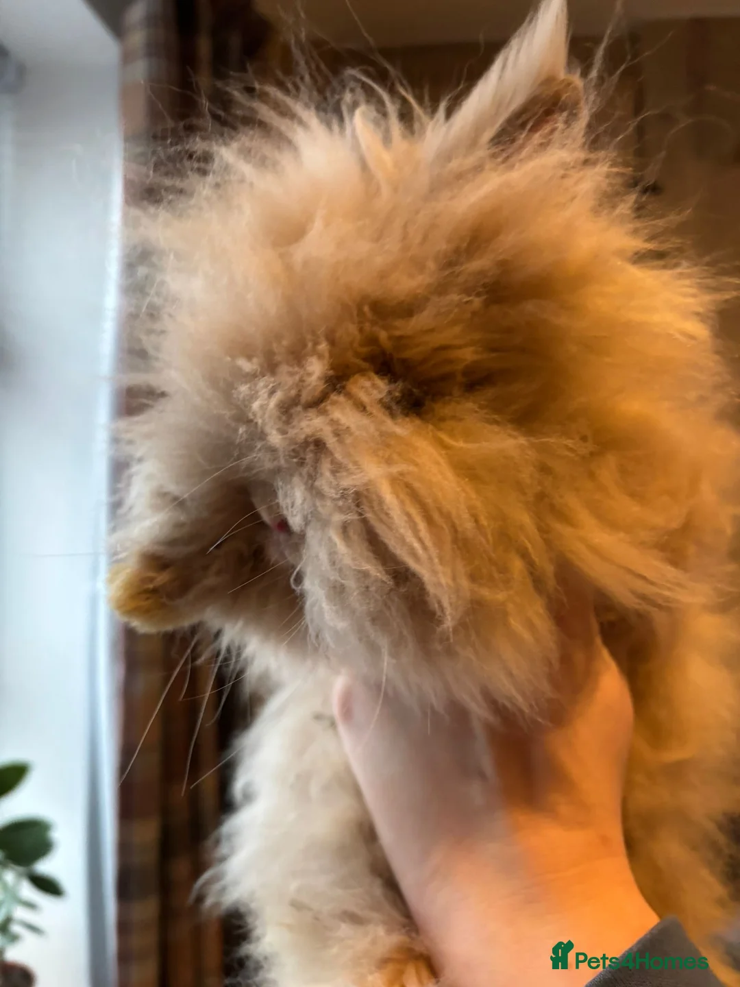 Angora rabbits for sale: True Angora Baby Rabbits  - Advert 9