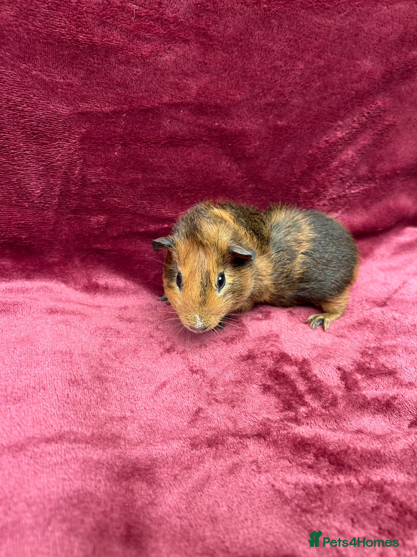 Guinea Pig rodents 2 Baby boy guinea pigs - Advert 4