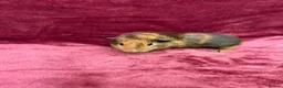Guinea Pig rodents for sale: 2 Baby boy guinea pigs - Advert 1