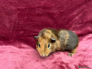 Guinea Pig rodents 2 Baby boy guinea pigs - Advert 4