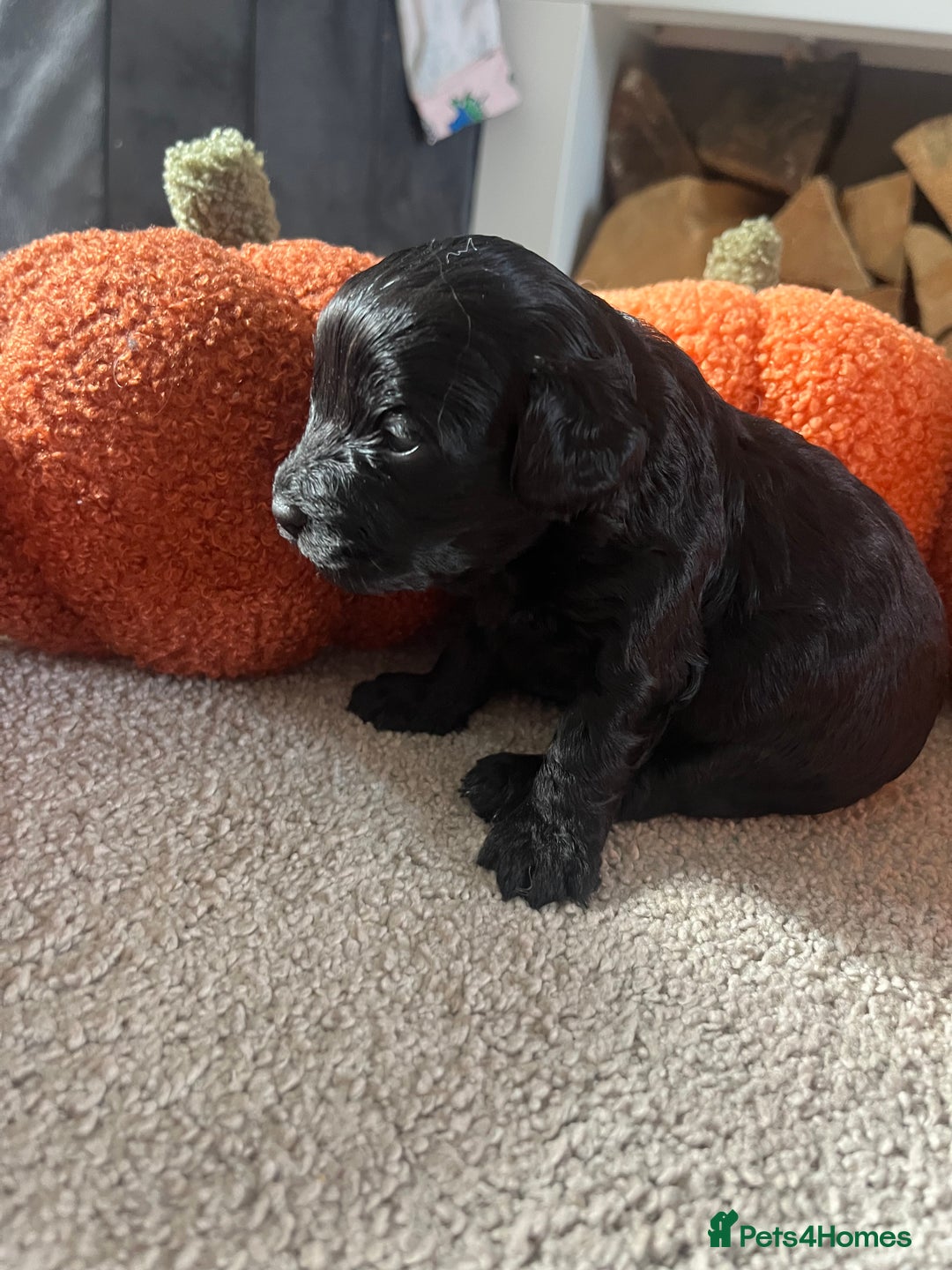 Cavapoo dogs for sale: Beautiful cavapoo puppies 🐾 - Image 12