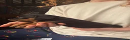 Jackshund dogs for sale: Beautiful Jackshund Puppies 2 Boys & 2 Girls 🐶❤️ in Southam - Advert 26