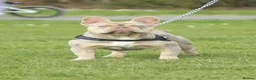 French Bulldog dogs for stud: Oscar the Quality French Bulldog Stud - Advert 5
