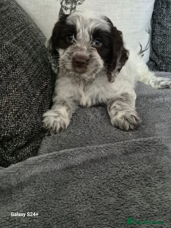 Cockapoo dogs - Advert 16