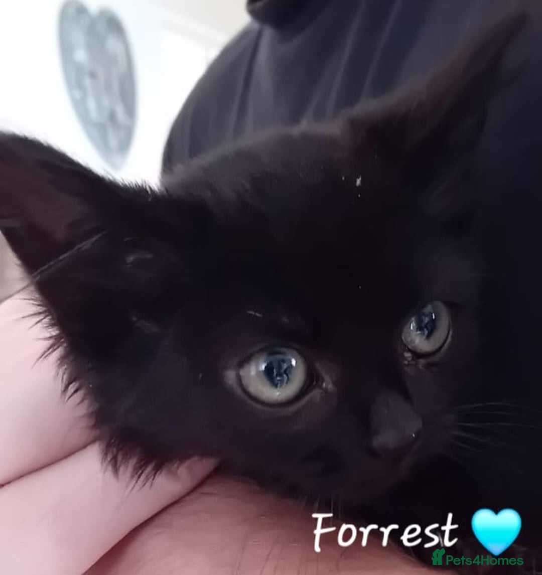 Mixed Breed cats for sale: 🐾 Adorable Kittens for sale! 🐾  - Image 4