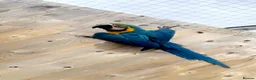 Parrots birds for sale: Male Macaw needing a new home  - Advert 1