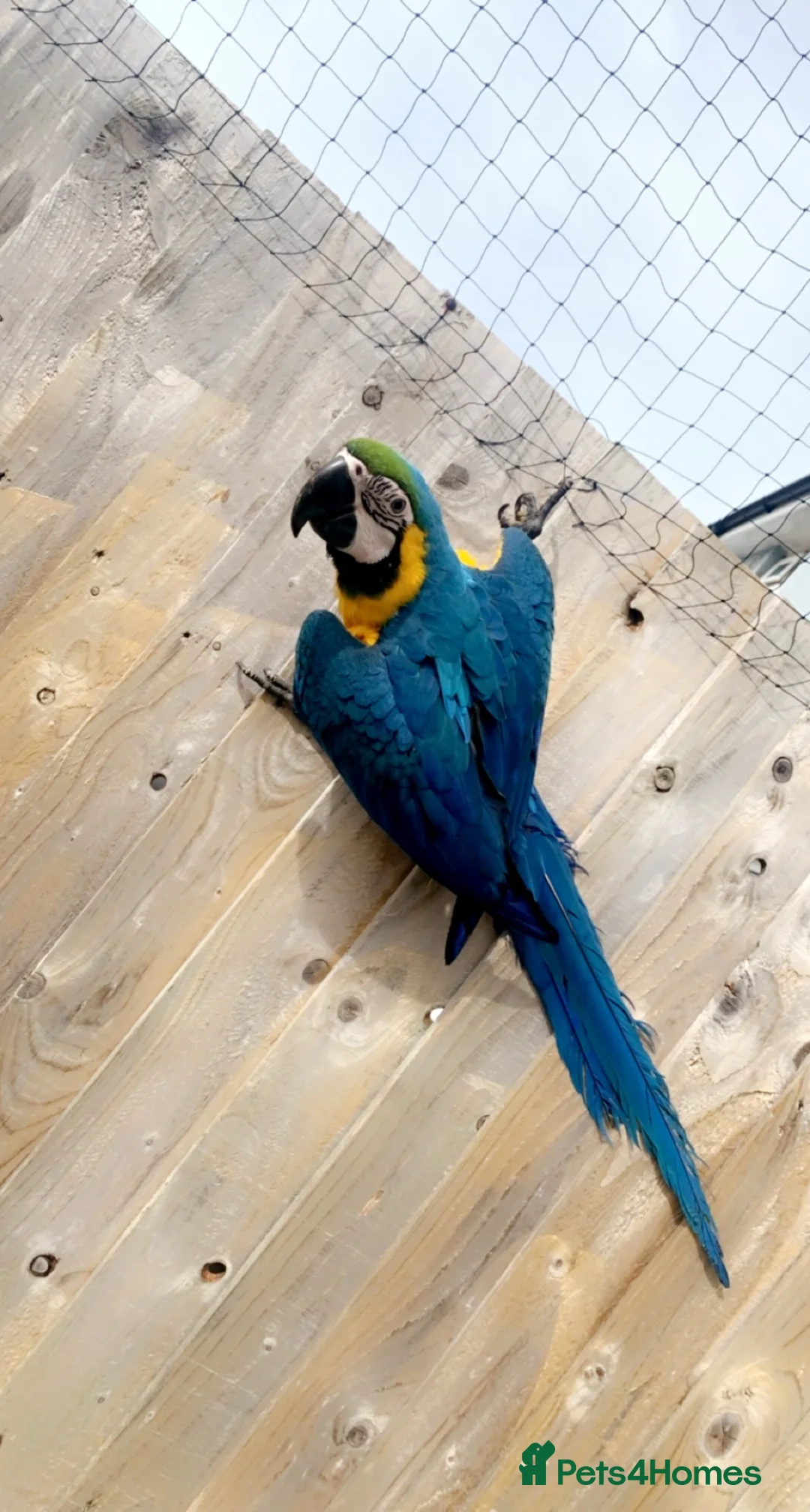Parrots birds for sale: Male Macaw needing a new home  - Advert 1
