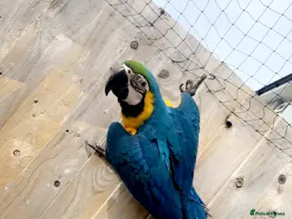 Parrots birds Male Macaw needing a new home - Advert 7