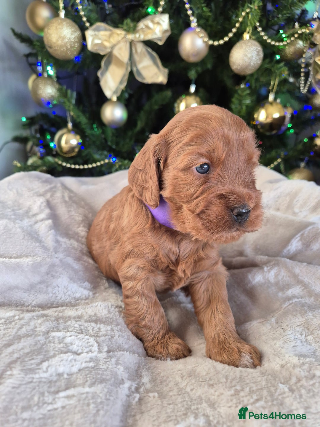 Cockapoo dogs for sale: Charmila Quality F1 Cockapoos  - Advert 7