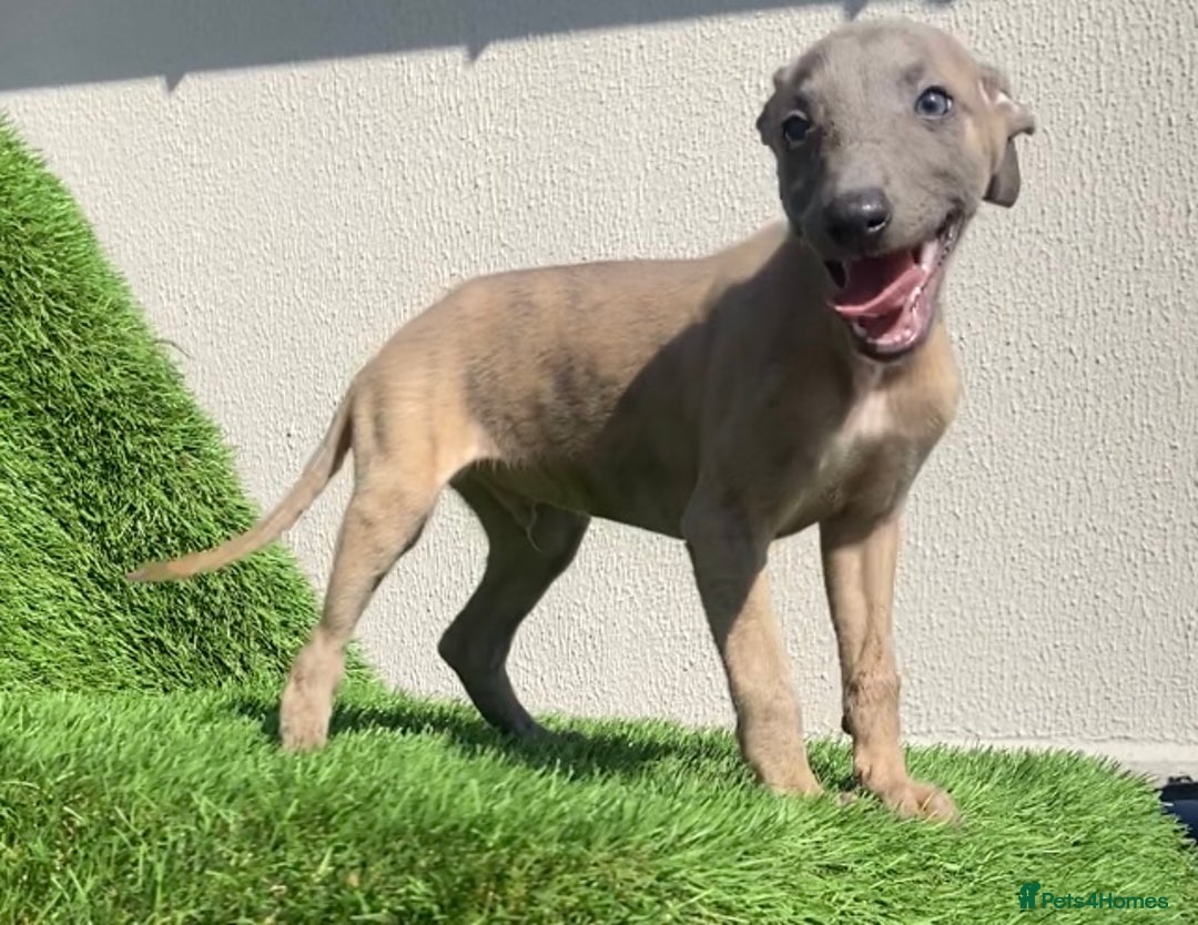 Whippet dogs for sale: Kc whippet pups  - Image 30