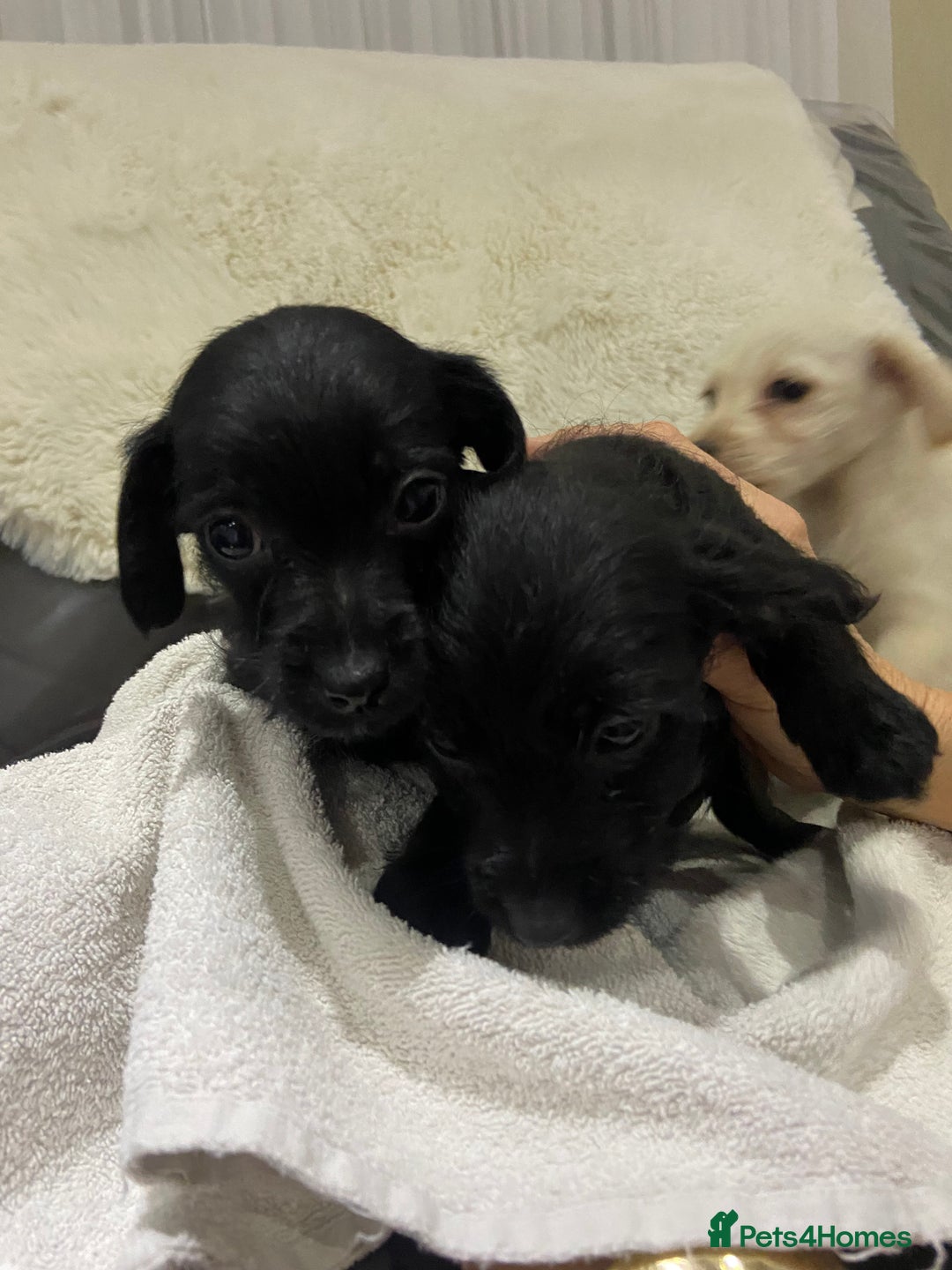 Jackapoo dogs for sale: Jackapoo pups for sale - Advert 5
