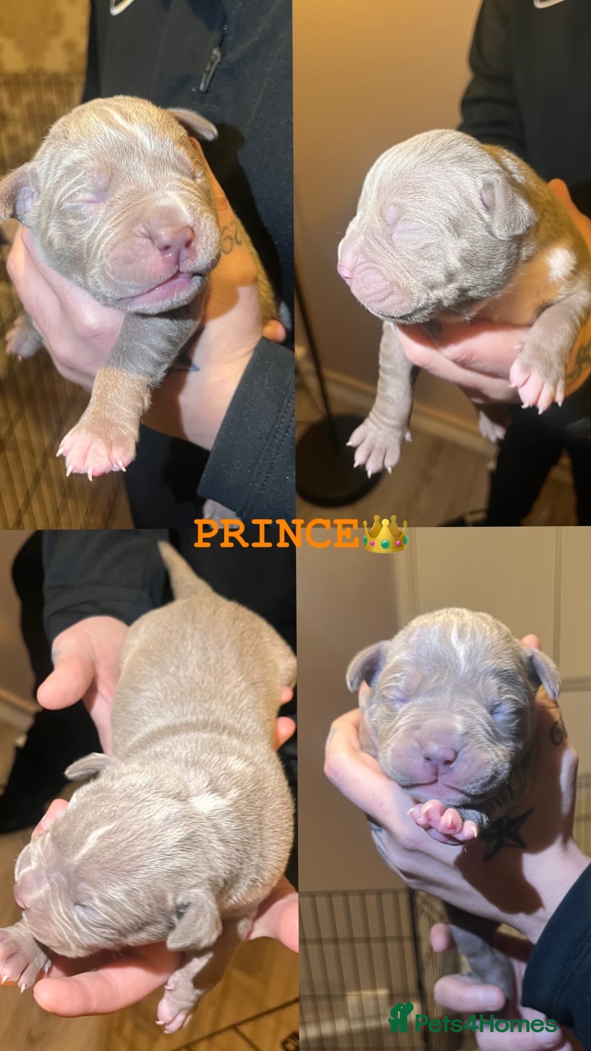 Mixed Breed dogs 9 Puppies - Old Tyme Bulldog x American Bulldog - Advert 8