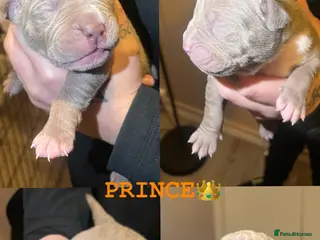 Mixed Breed dogs 9 Puppies - Old Tyme Bulldog x American Bulldog - Advert 8