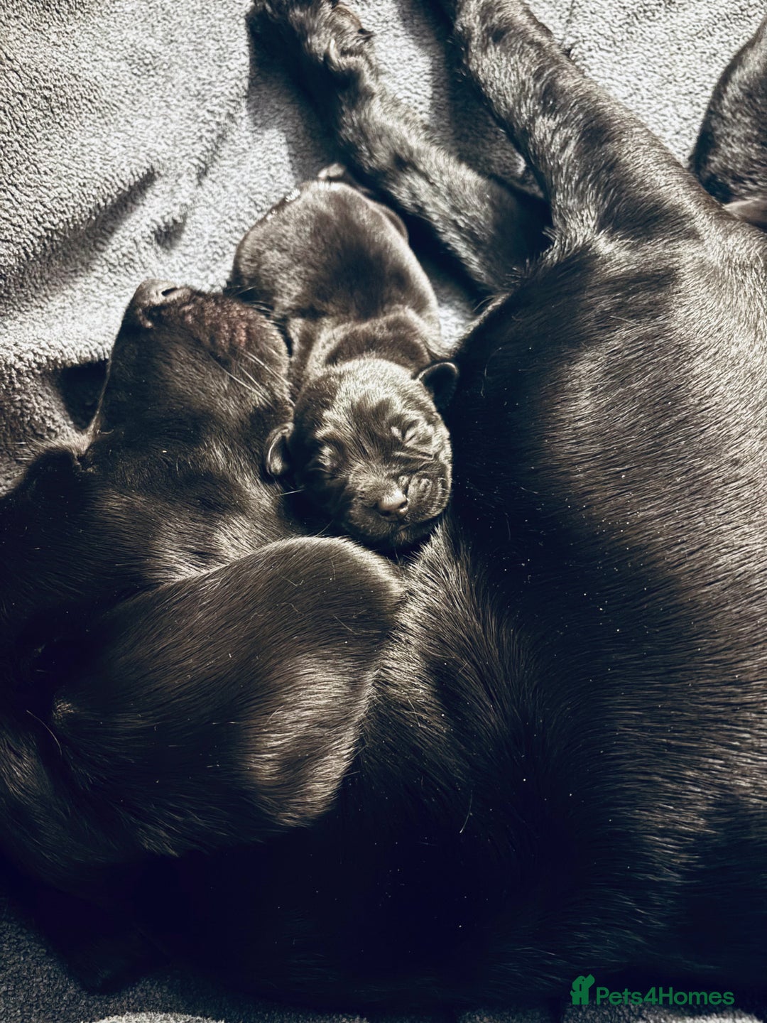 Labrador Retriever dogs for sale: Pedigree Labrador Retriever Puppies - Image 2