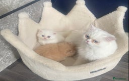 Persian cats for sale: white and orange cream Persians - Image 8