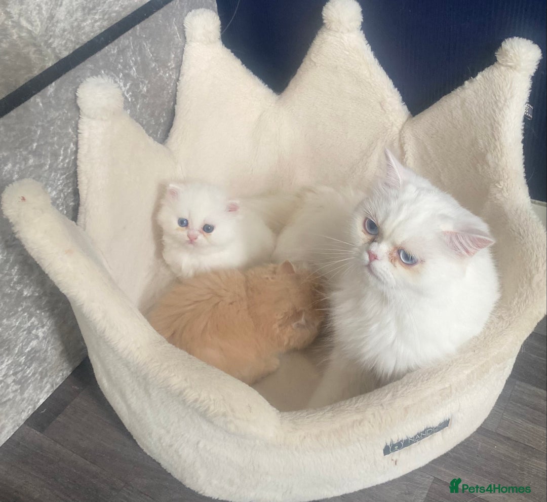 Persian cats for sale: white and orange cream Persians - Image 8