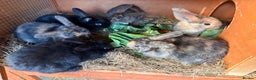 Mixed Breed rabbits for sale: 6 beautiful baby rabbit - Advert 1