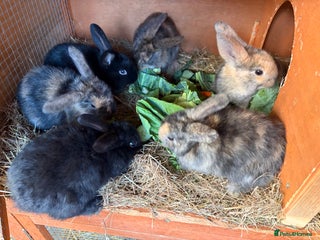 Mixed Breed rabbits 6 beautiful baby rabbit - Advert 2