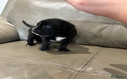 Mixed Breed dogs for sale: canó corso cross british bulldog puppy’s  - Image 15