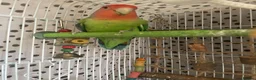 Lovebirds birds for sale: Beautiful baby a male peach face love bird - Advert 2