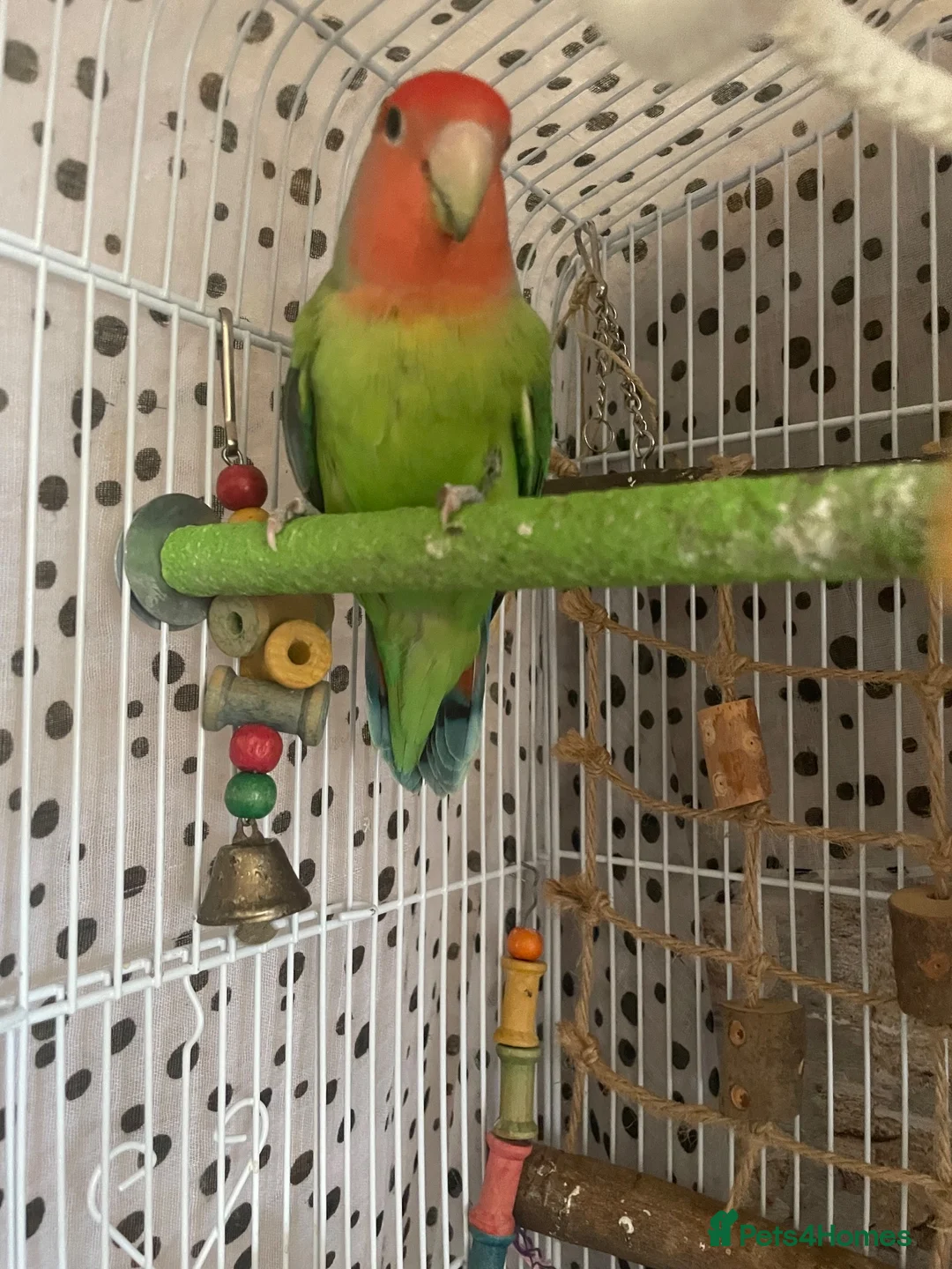 Lovebirds birds for sale: Beautiful baby a male peach face love bird - Advert 2