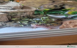 Leopard Gecko reptiles for sale: Leopard gecko Milo  - Image 1
