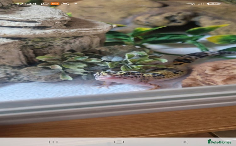 Leopard Gecko reptiles - Advert 1