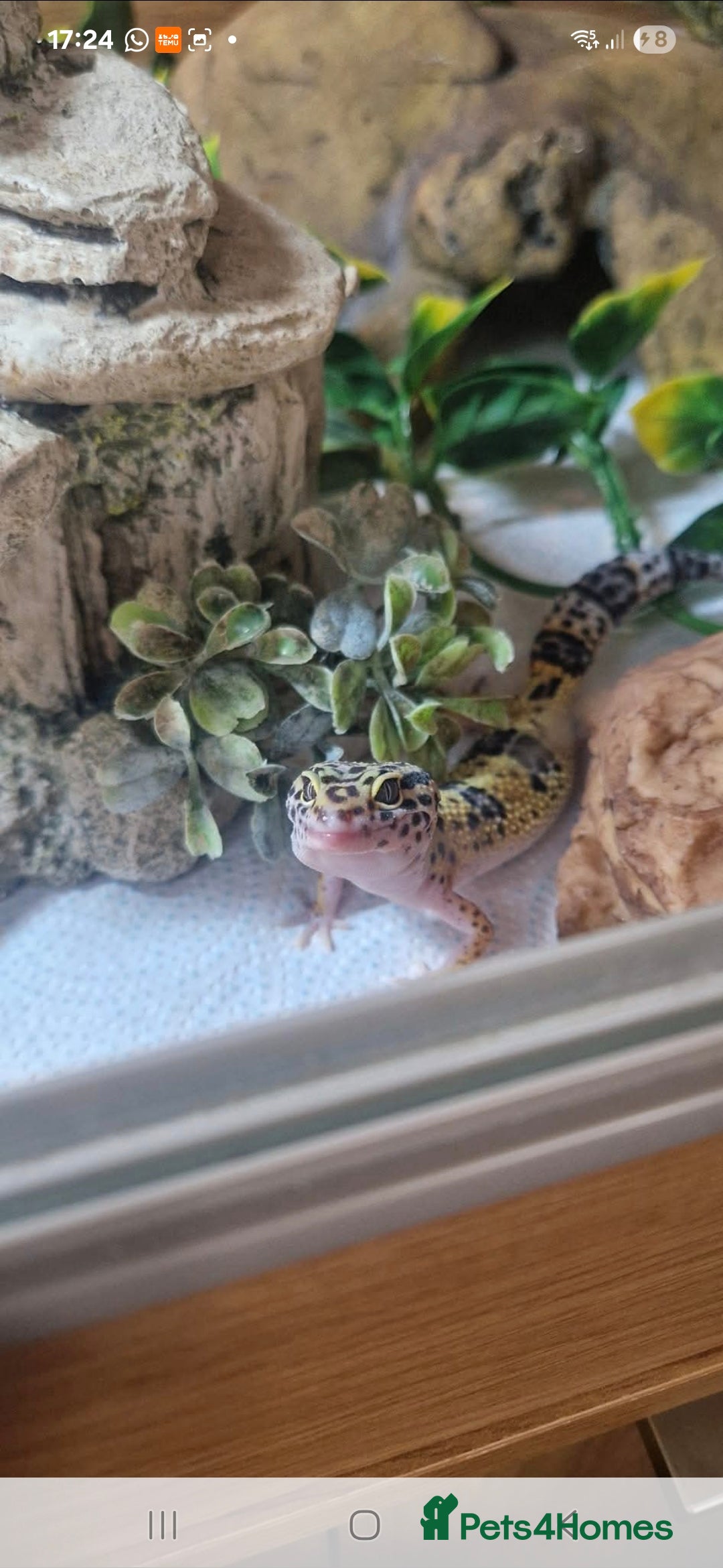 Leopard Gecko reptiles for sale: Leopard gecko Milo  - Image 1