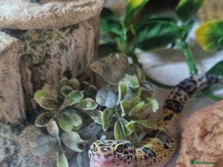Leopard Gecko reptiles - Advert 38
