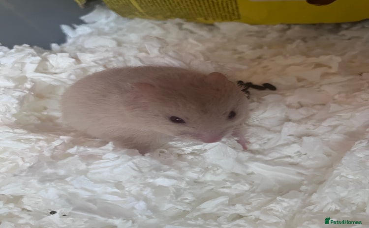 Hamster rodents in Bungay - Advert 8