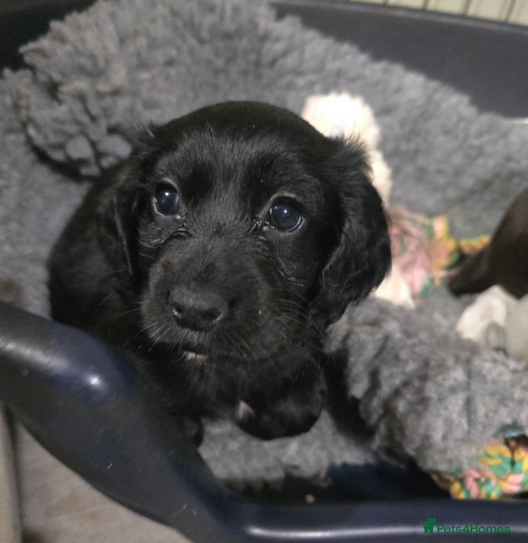 Cocker Spaniel dogs for sale: Working Cocker Spaniel puppies - Advert 14