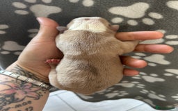 Olde English Bulldogge dogs for sale: CARTEL BLOODLINE OLDE ENGLISH PUPPIES!!  - Image 16