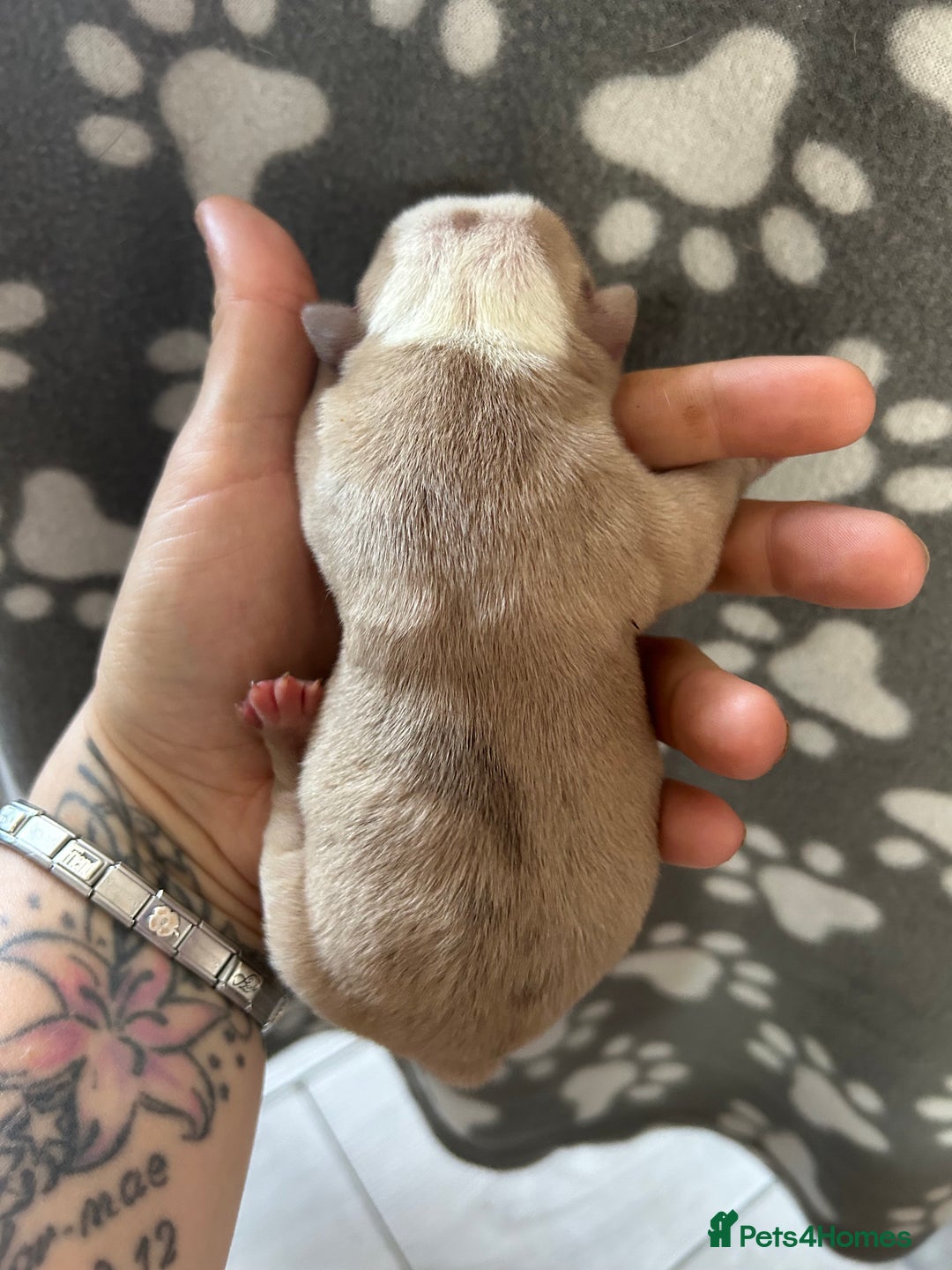 Olde English Bulldogge dogs for sale: CARTEL BLOODLINE OLDE ENGLISH PUPPIES!!  - Image 16