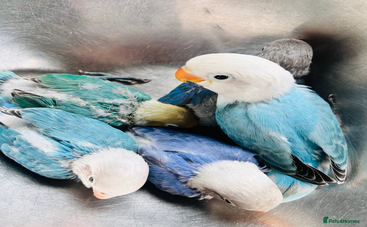 Lovebirds birds - Advert 2