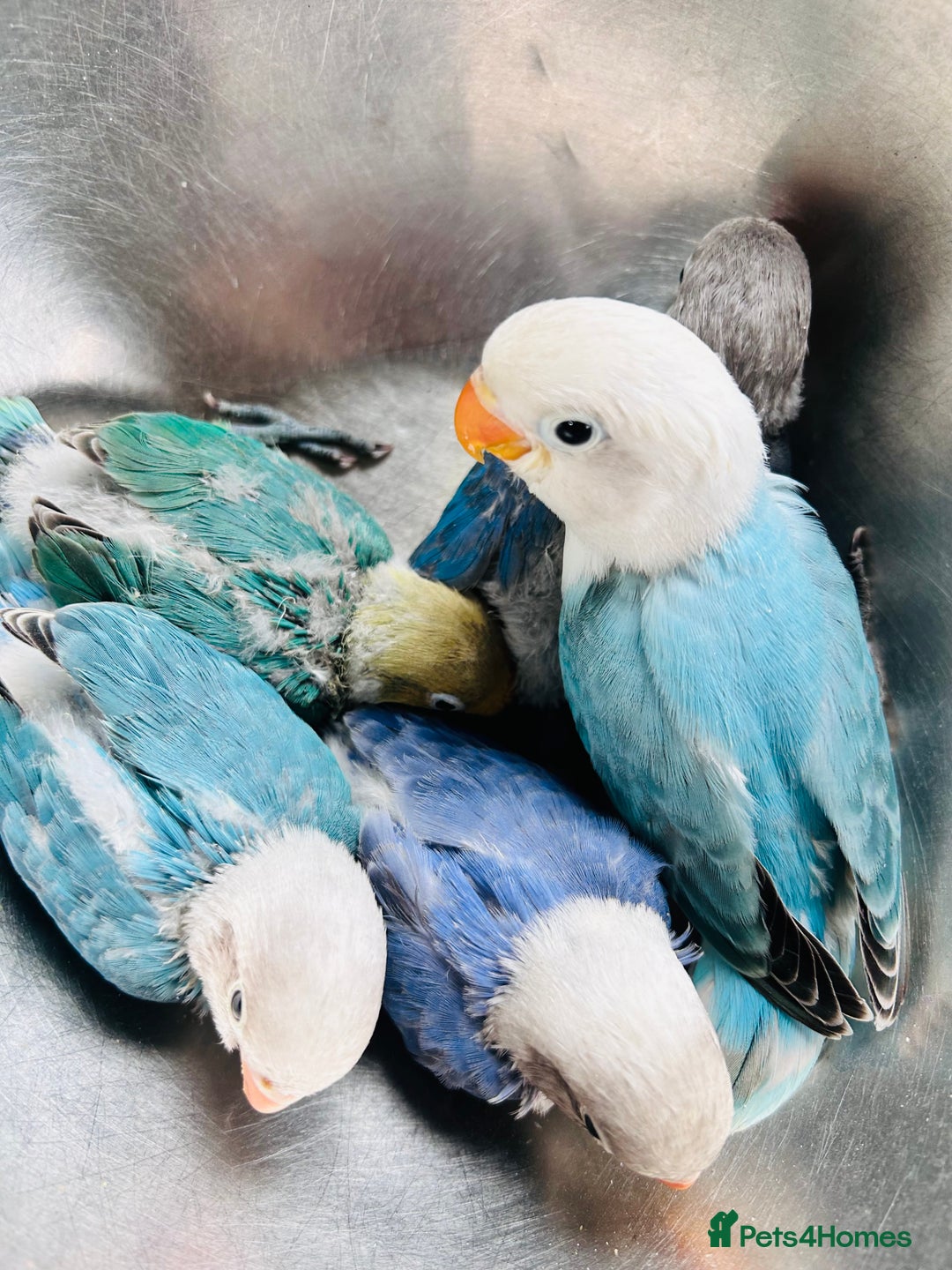 Lovebirds birds for sale: Handreared mutation lovebirds for sale  - Image 1